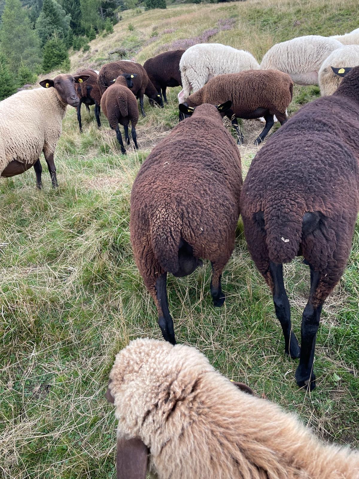 Jura-Schafe in natürlicher Haltung