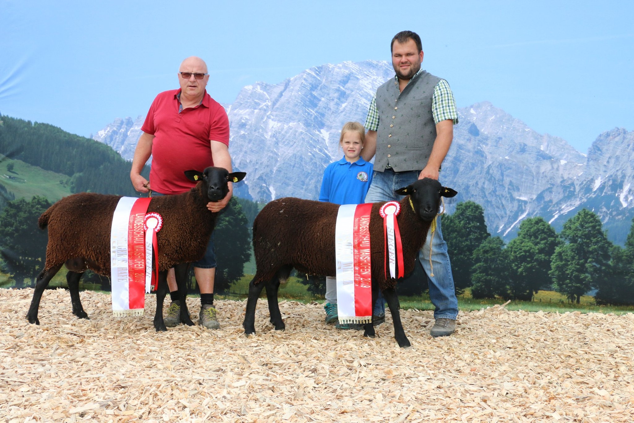 Preisgekröntes Schaf
