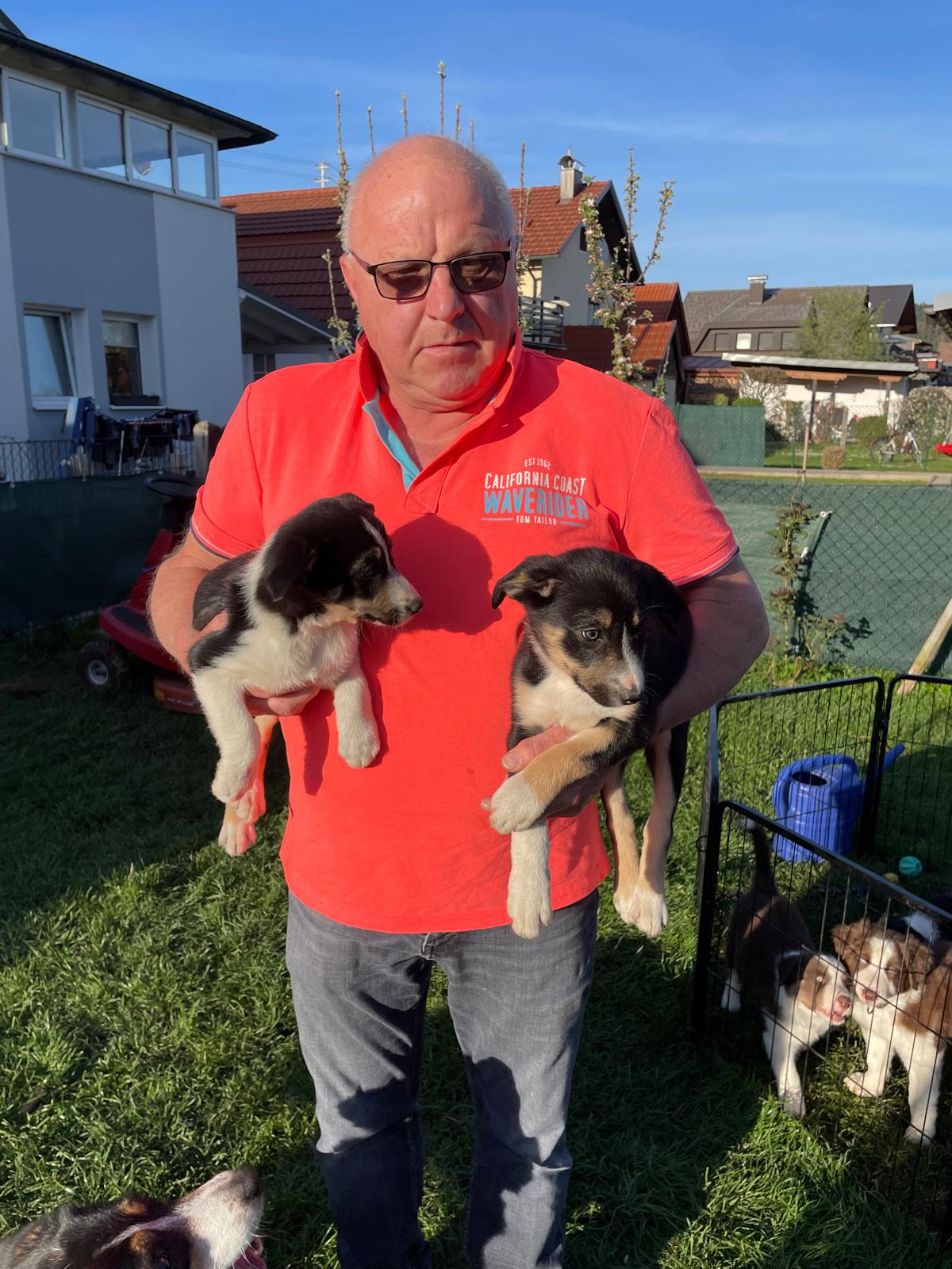 Border-Collie Welpen