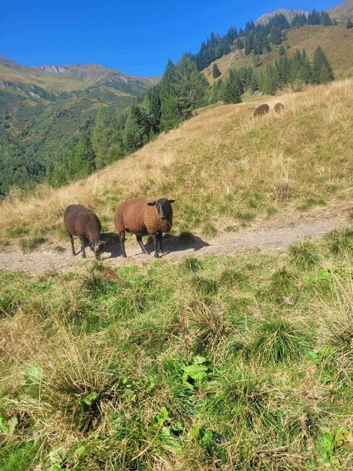 Jura-Schafe